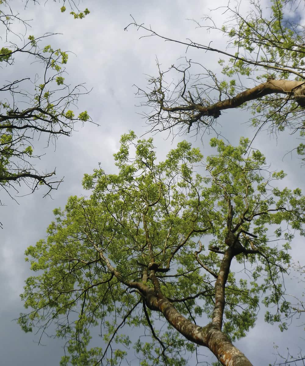 Ash dieback – infected canopy. ©Forestry Commission
