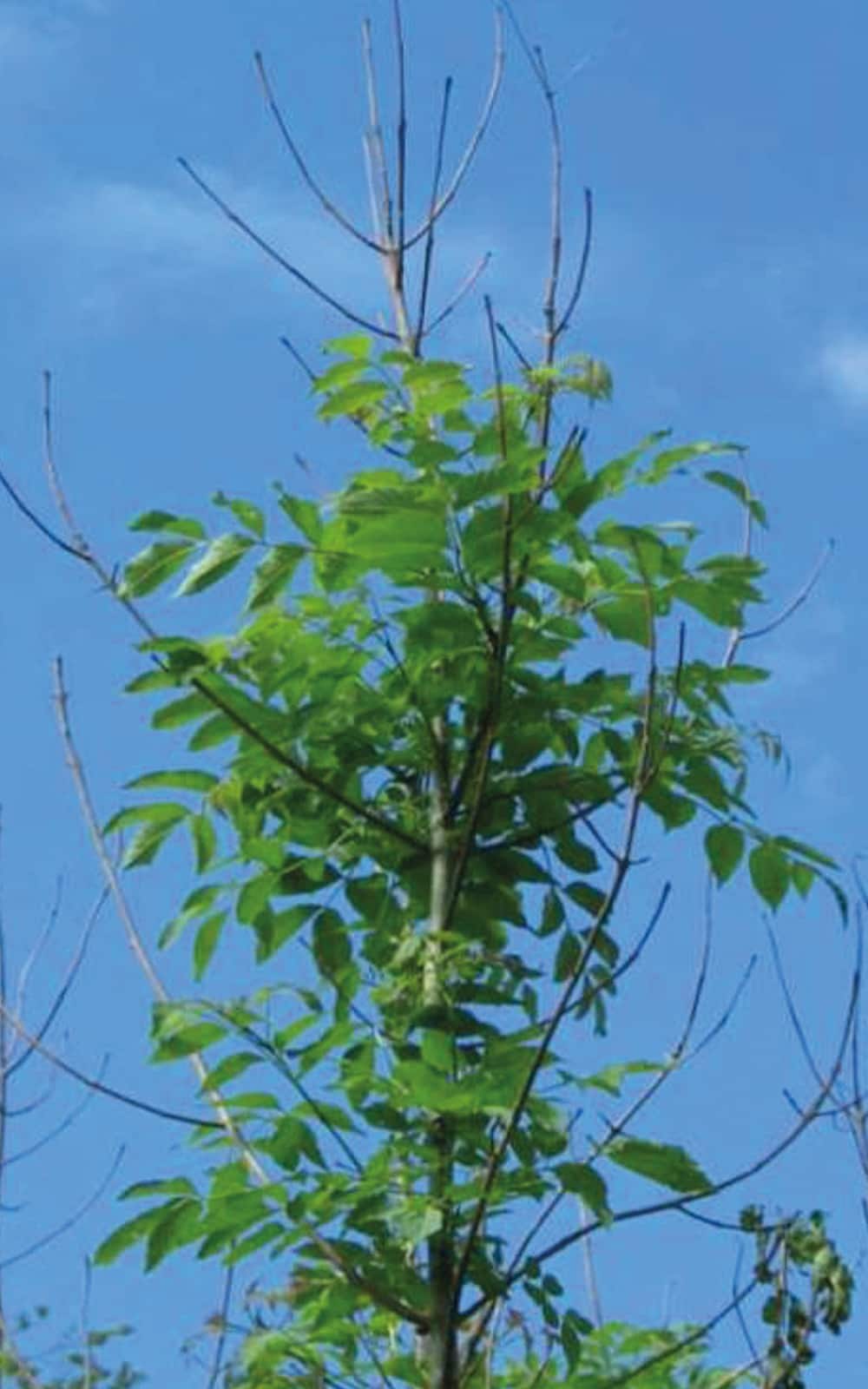 Ash dieback – lesion on 4 year old ash. ©Forestry Commission