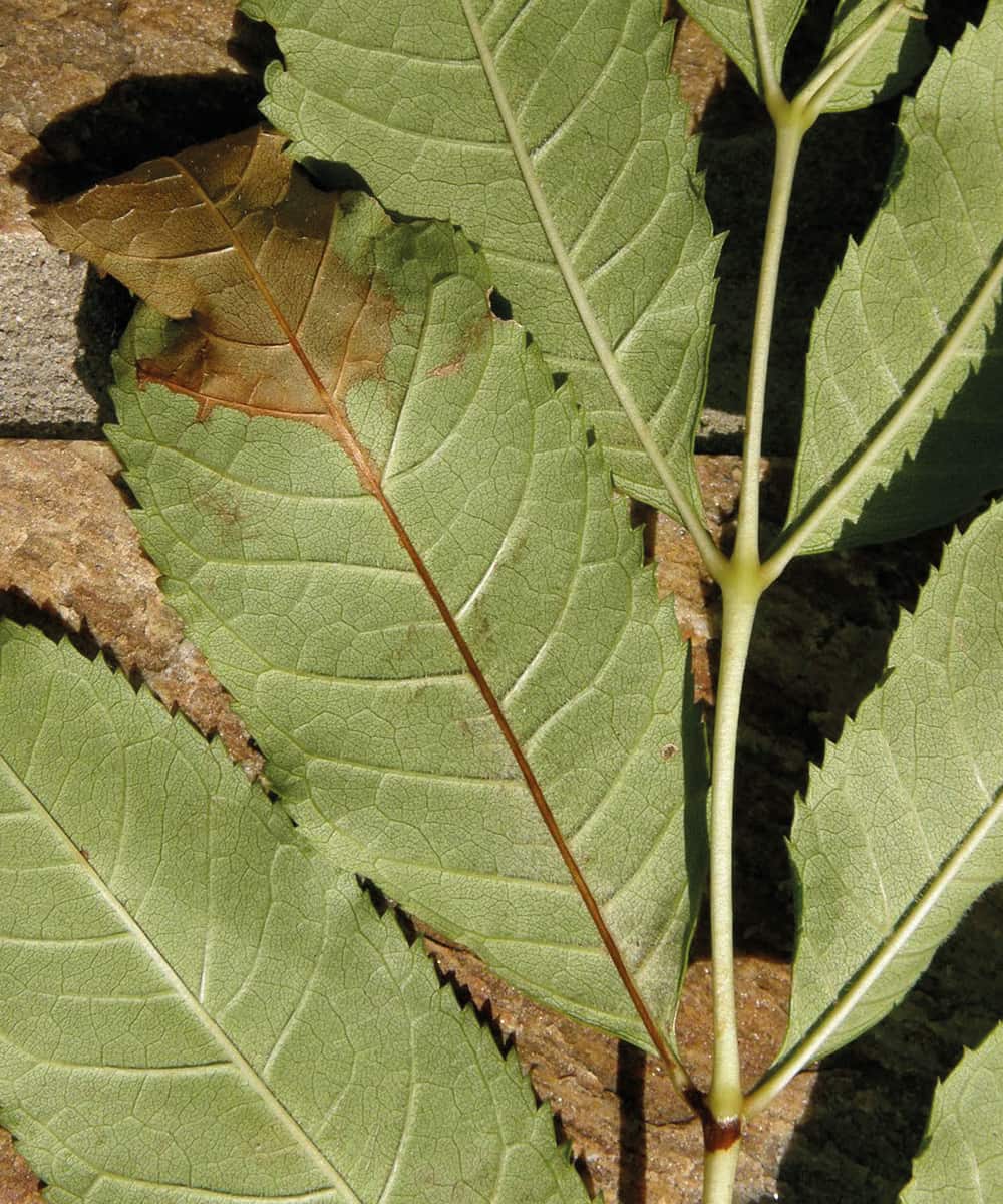 Ash dieback – leaf symptoms. ©Forestry Commission
