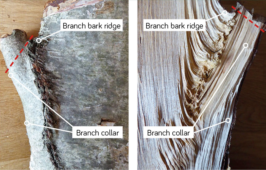 Figure 1 – Optimum position of the final pruning cut