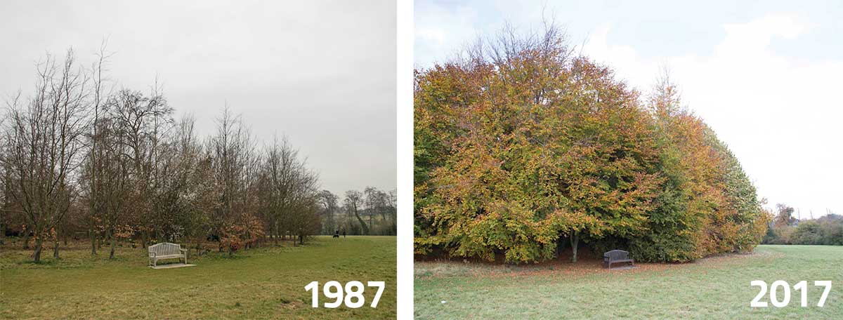 To the Left: Oaks Park, 2008. These trees were planted in November 1987. To the Right: The view in November 2017.