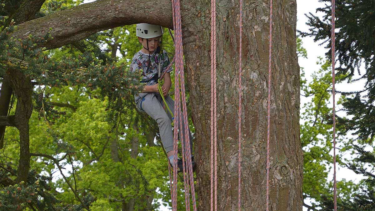 Children enjoying the opportunity to climb trees Children enjoying the opportunity to climb trees