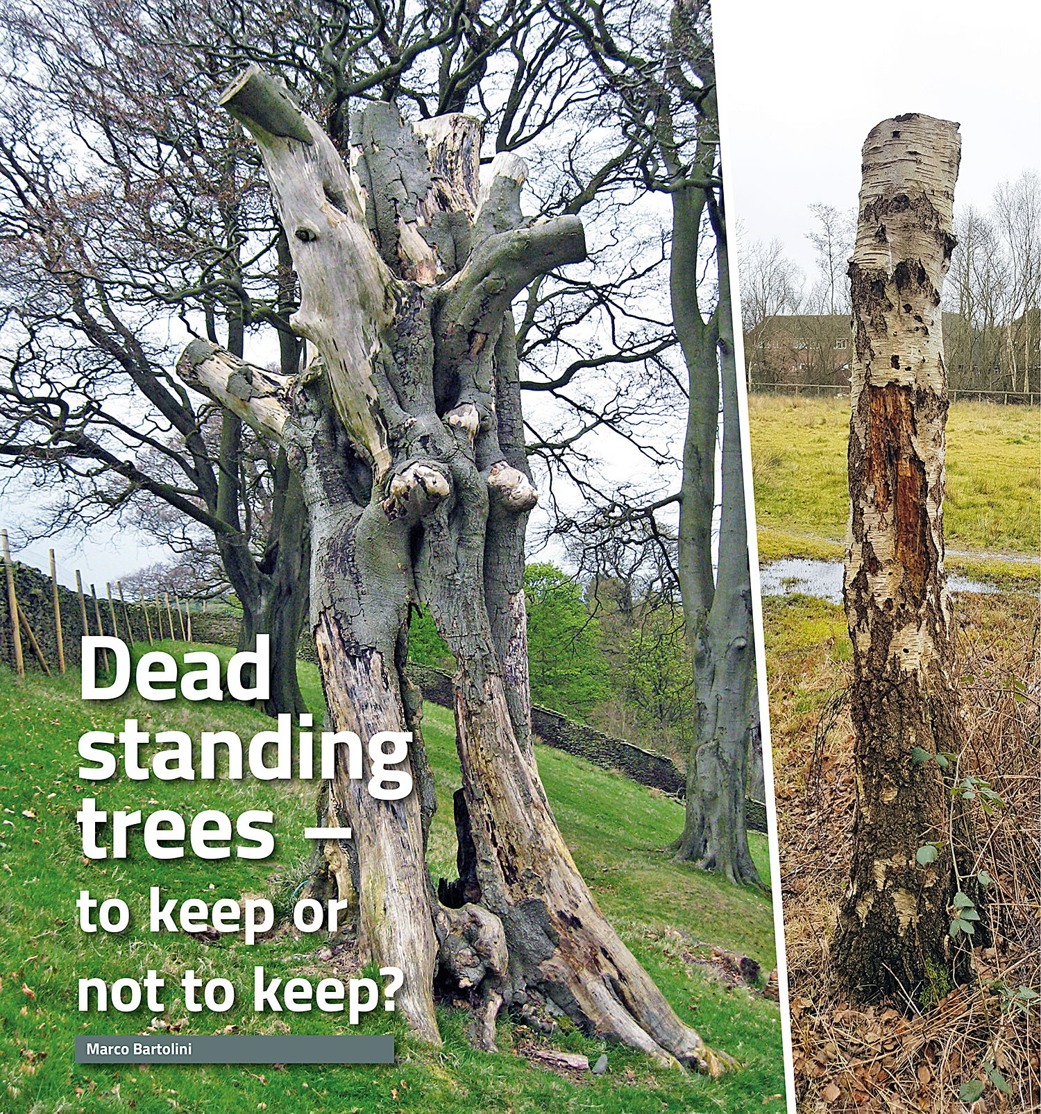 Arboricultural Association Dead standing trees to keep or not to keep?