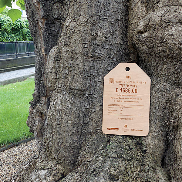 A plaque presented to Baroness Fookes explaining the value of a single Catalpa tree in the New Palace Yard at Westminster.