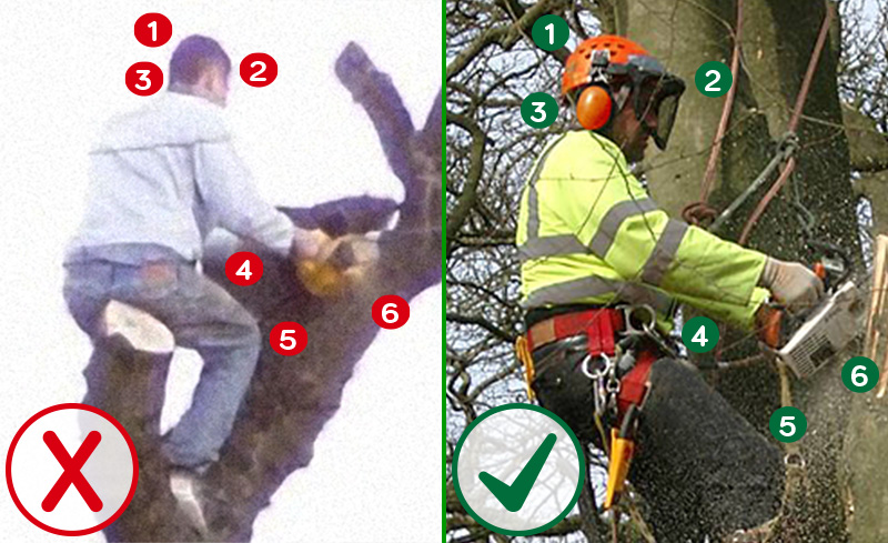Spot the difference between these tree surgeons