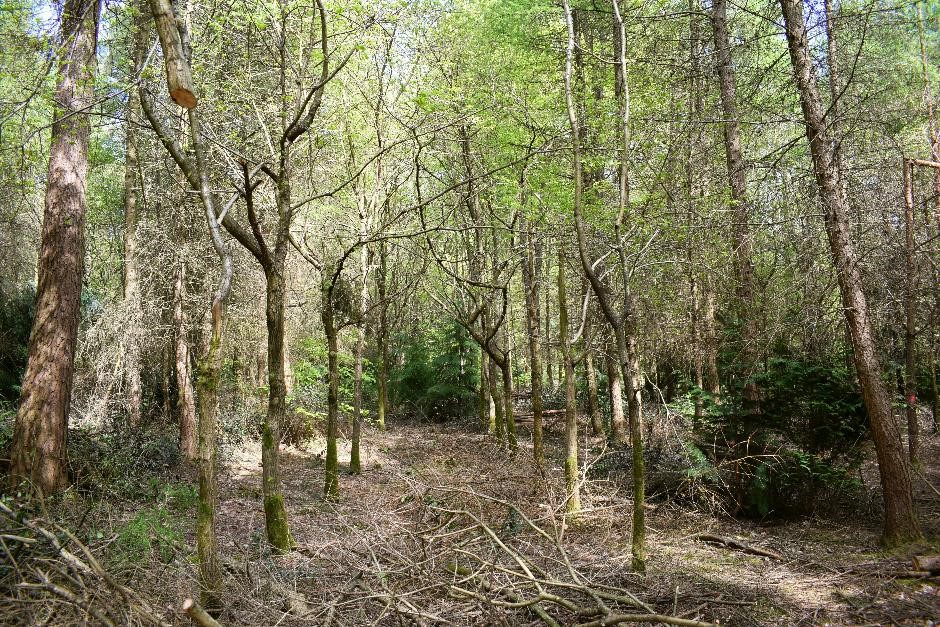 Unmanaged and undermanaged woodland are a lost potential resource for owners and communities alike